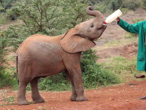Daphne Sheldrick Elephant Orphanage