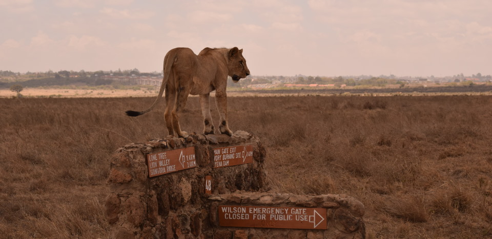Nairobi National park 2