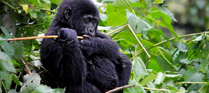 bwindi-gorilla-trekking