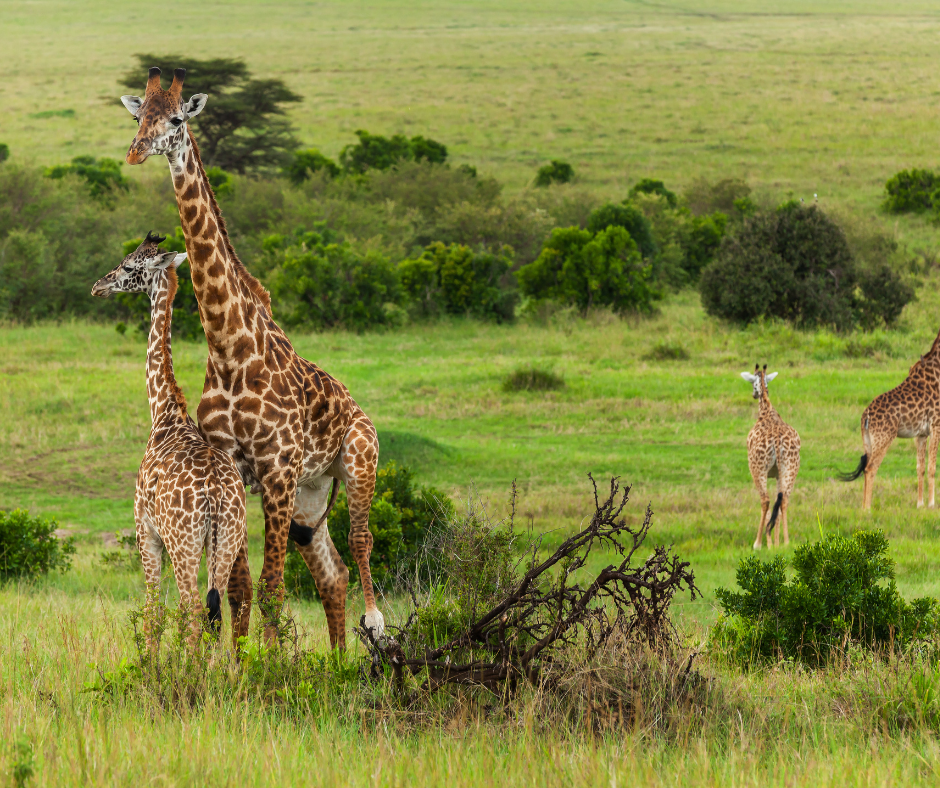 Kenya safaris and tours experiences