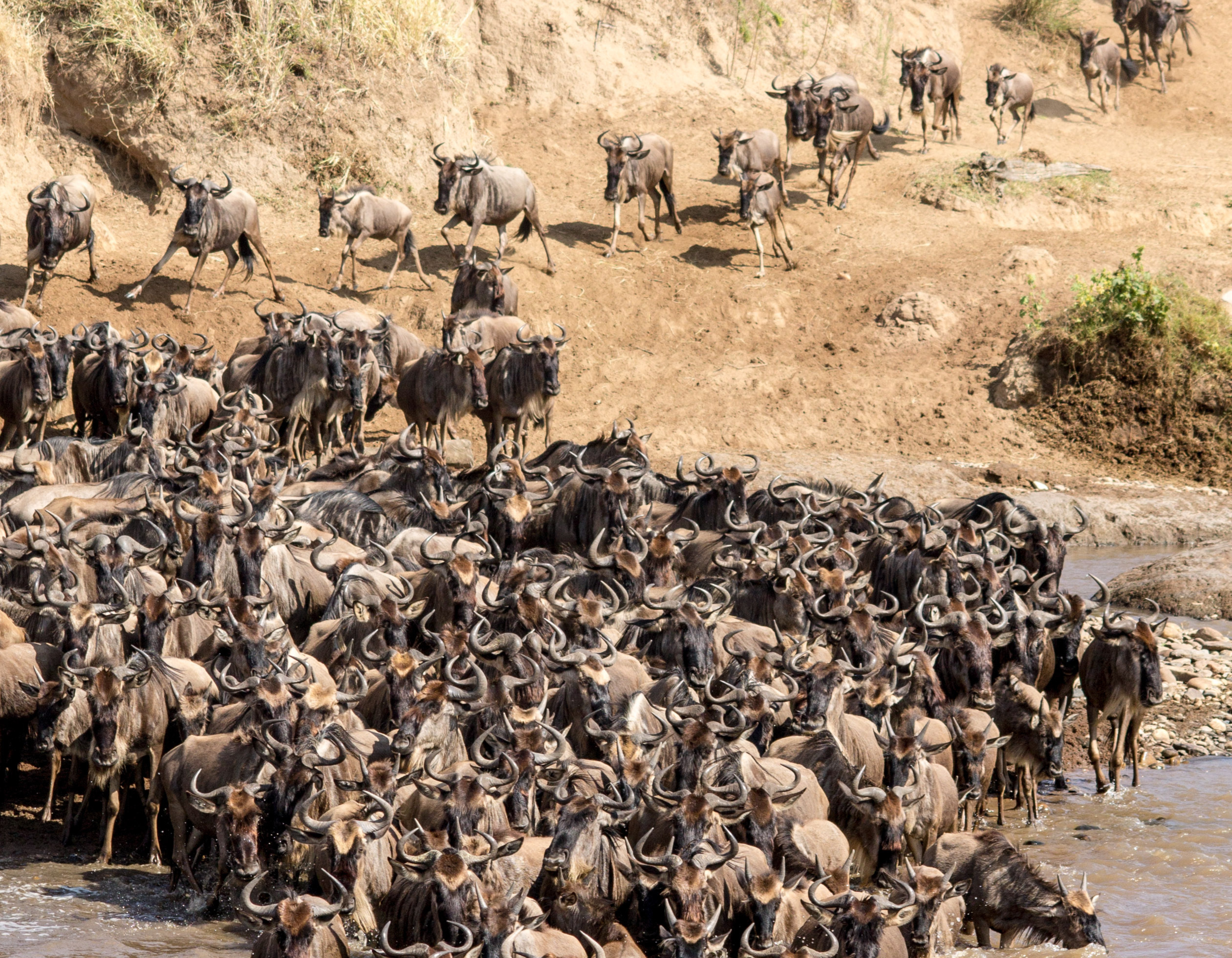 Masai Mara wildbeest migration
