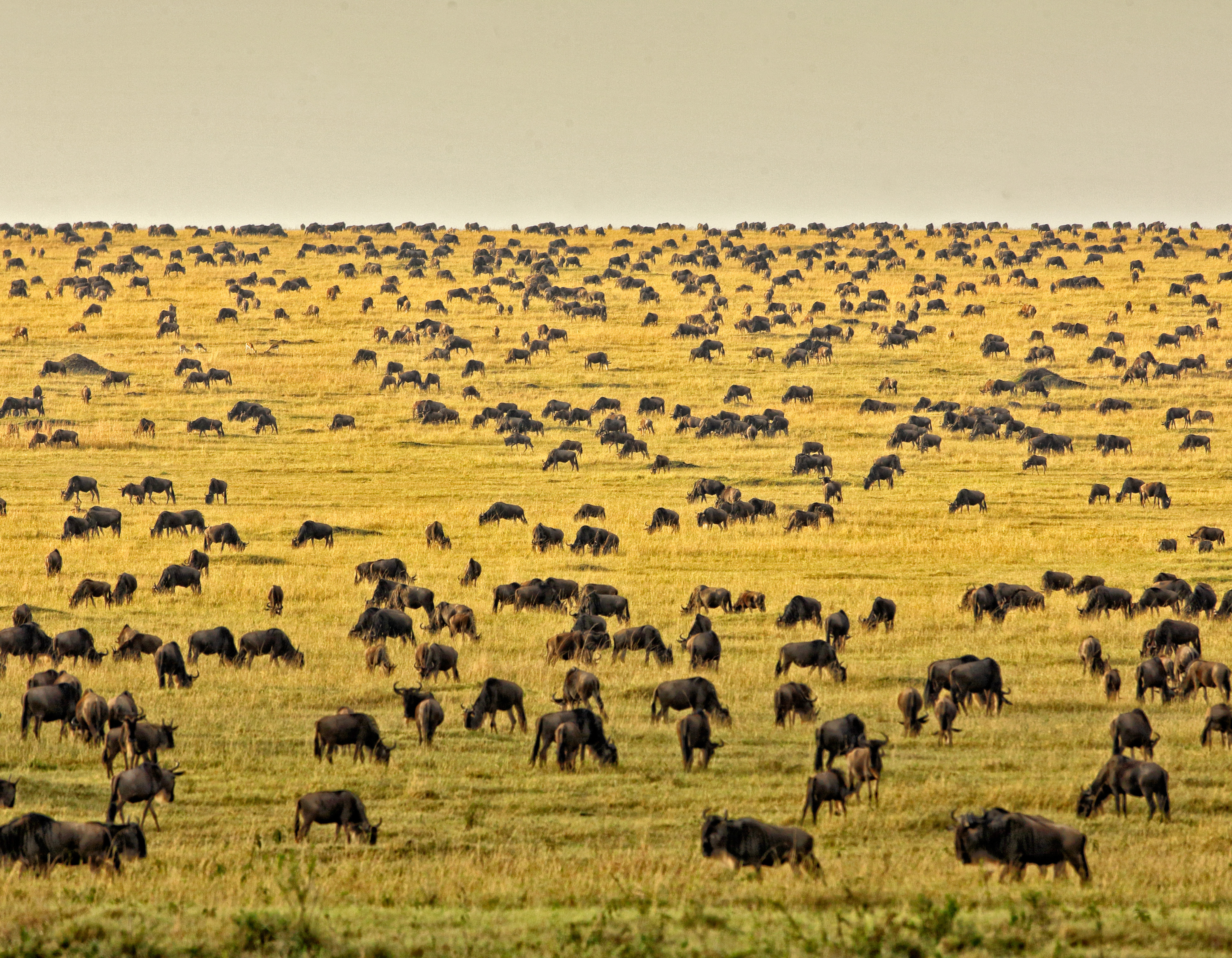 The world-renowned Wildbesst migration in the Masai Mara reserve.