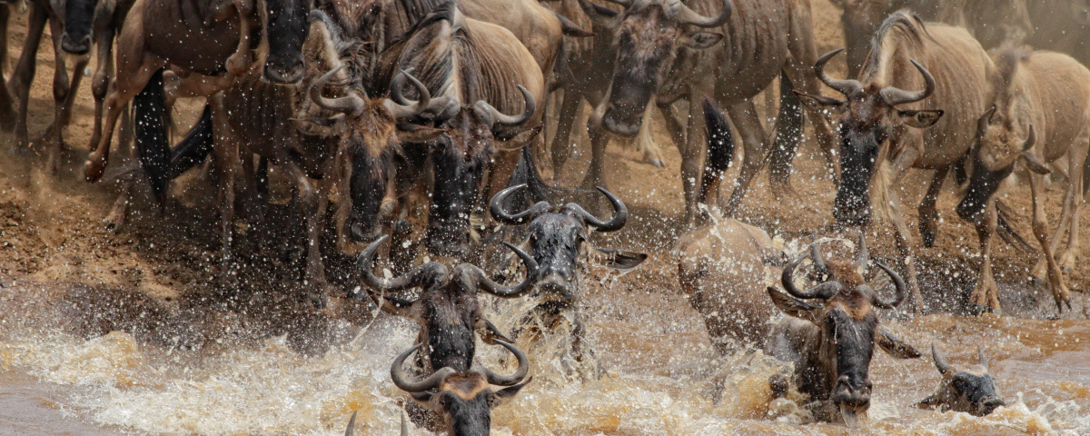 The Wildbeest migration across the Mara River, one of the greatest tourist attractions anywhere in the world.